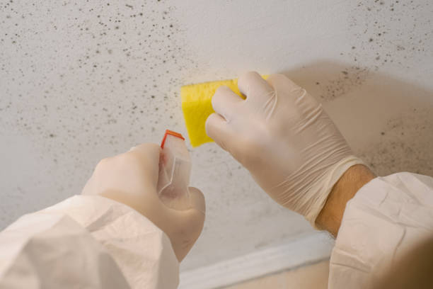 Best Residential Mold Inspection & Testing  in USA